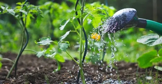 How Much Water Plants Need At Different Stages Of Growth