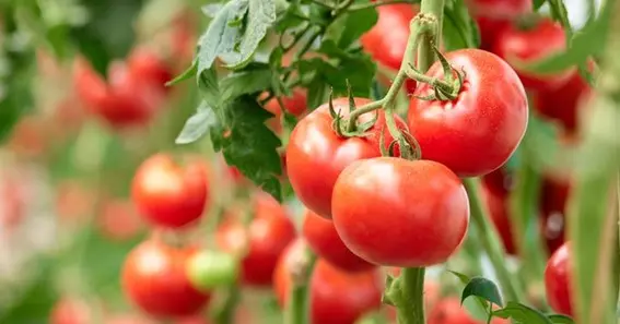 How Often to Water Tomatoes