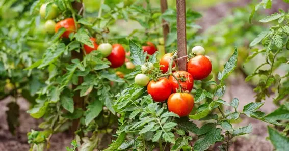 Tips On How To Water Tomato Plants