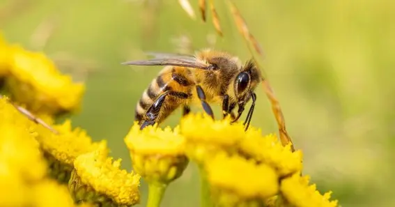 Why Is Giving Young Bees Food A Good Idea