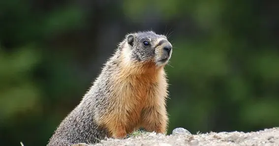 Conservation Of Rock Chucks