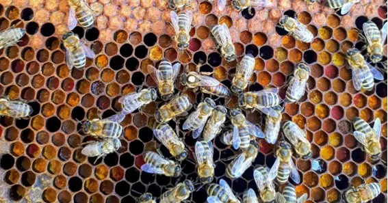 what is beekeeping age