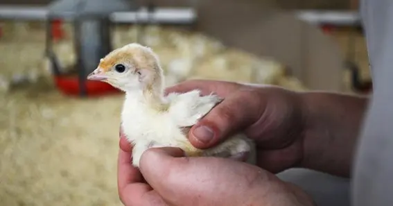 Fertility process of poults