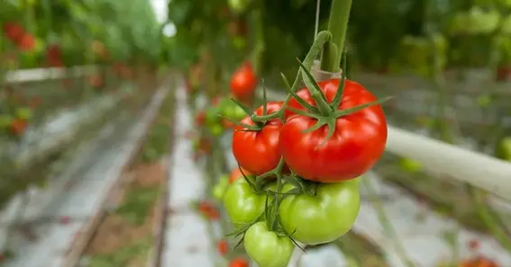 How often should I water tomatoes