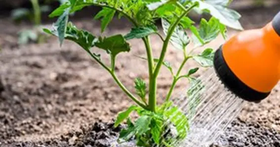 Signs Tomato Plants Need Water