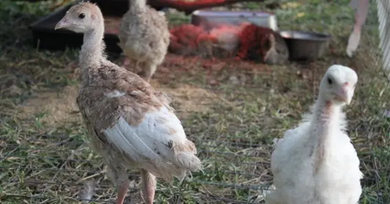 The Growth and Feeding Behavior of Baby Turkeys