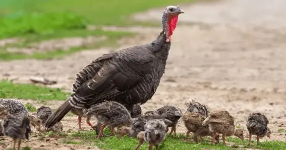 The Hatching Process