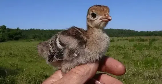 What Are Baby Turkeys Called