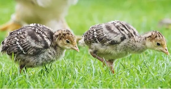 What are poults prone to