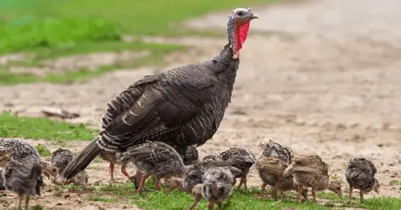 Turkey Chick Care for Future Generations