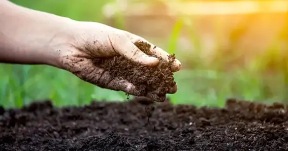 Topsoil And Environmental Health