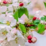 best time to plant sargen crabapple in oklahoma