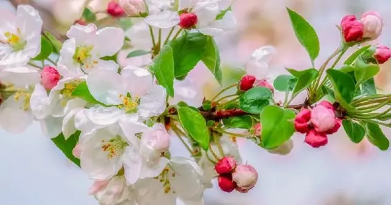 best time to plant sargen crabapple in oklahoma