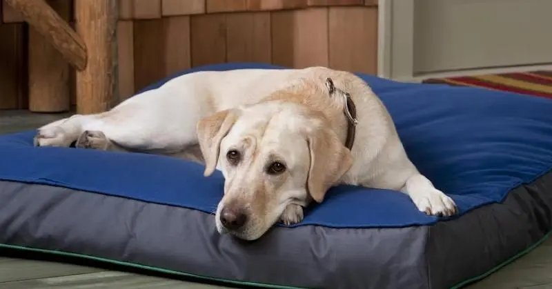 the complete list of removable washable dog beds