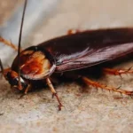 what does a roach look like